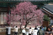 "봄이 왔어요"…양산 통도사에 봄의 전령 '자장매' 활짝