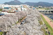 정읍시, 코로나19 확산 벚꽃축제 올해도 취소