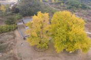 '세종 세종리 은행나무'천연기념물 지정 예고