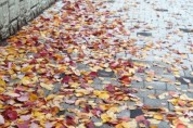 국악인 추천 휴일의 시 (51): 낙엽시초 (황금찬)