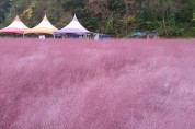 '허브 메카' 허브아일랜드…10월말까지 핑크뮬리 축제