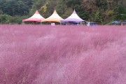 '허브 메카' 허브아일랜드…10월말까지 핑크뮬리 축제